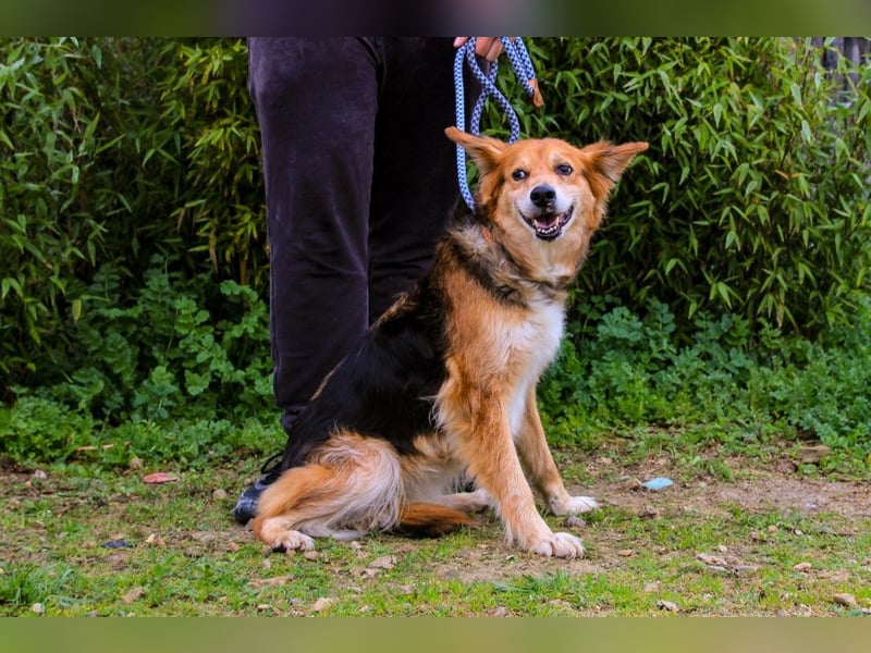 Ronja  - Mix Border Collie / Schäferhund, lieb und verträglich