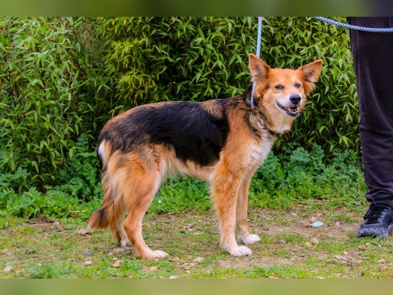 Ronja  - Mix Border Collie / Schäferhund, lieb und verträglich