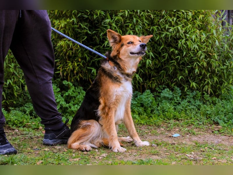 Ronja  - Mix Border Collie / Schäferhund, lieb und verträglich