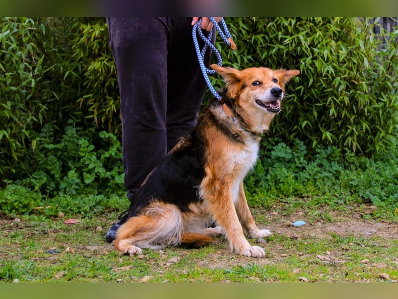 Ronja  - Mix Border Collie / Schäferhund, lieb und verträglich