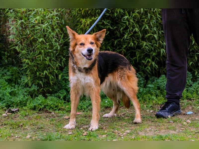 Ronja  - Mix Border Collie / Schäferhund, lieb und verträglich