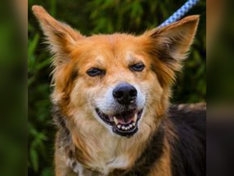 Ronja  - Mix Border Collie / Schäferhund, lieb und verträglich