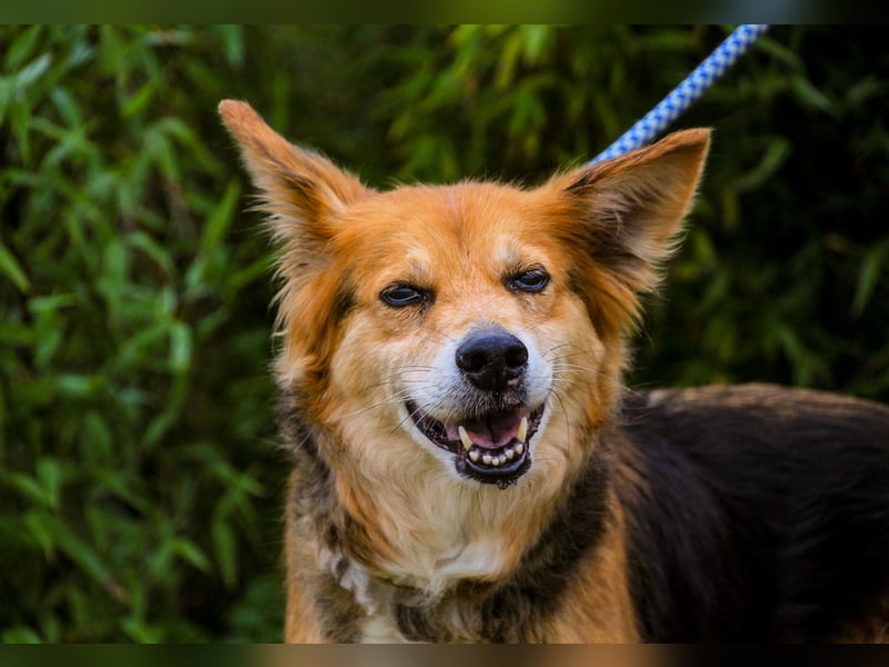 Ronja  - Mix Border Collie / Schäferhund, lieb und verträglich