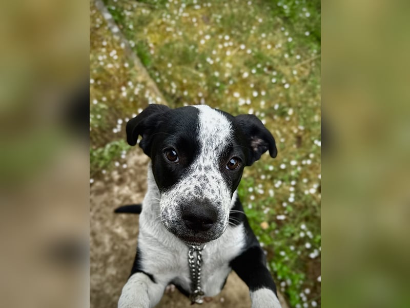 Border Collie-Mix Hündin