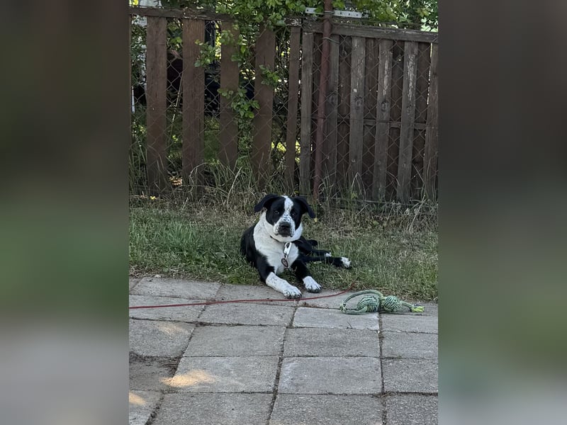 Border Collie-Mix Hündin