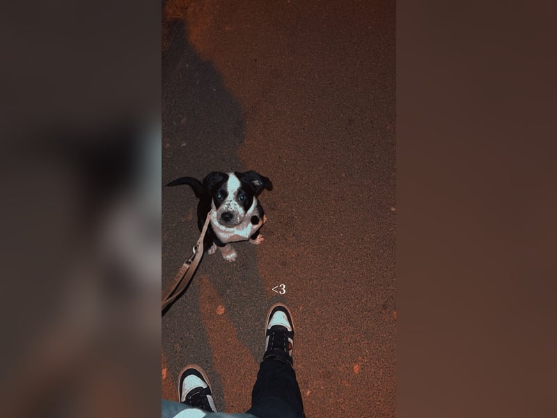 Border Collie-Mix Hündin