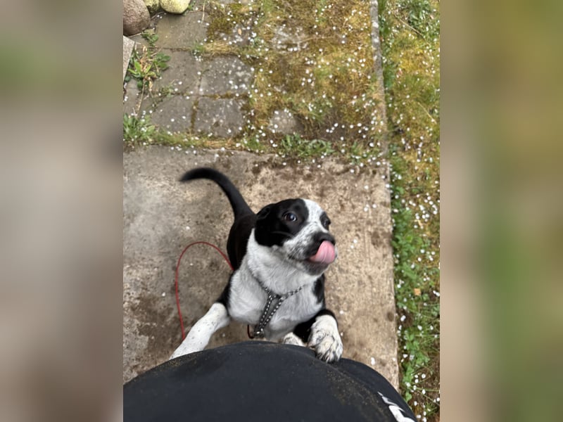 Border Collie-Mix Hündin