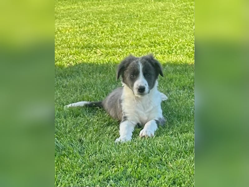 Border Collie Welpe