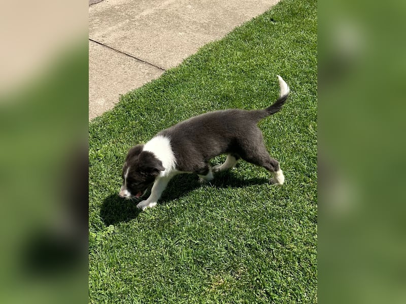 Border Collie Welpe