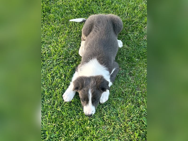 Border Collie Welpe