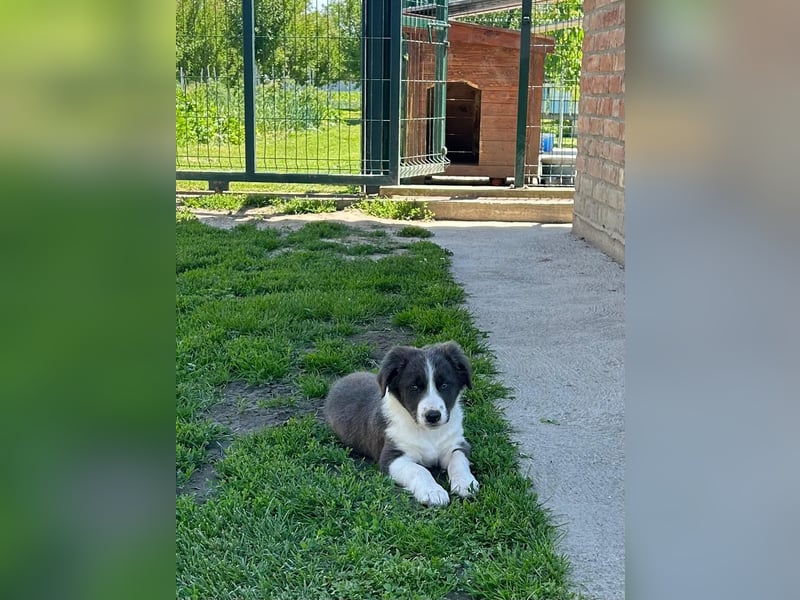 Border Collie Welpe