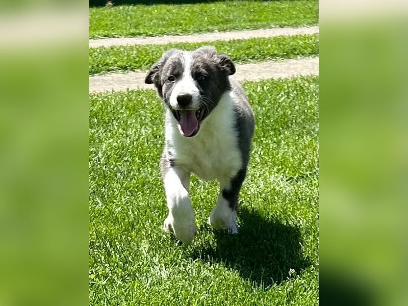 Border Collie Welpe