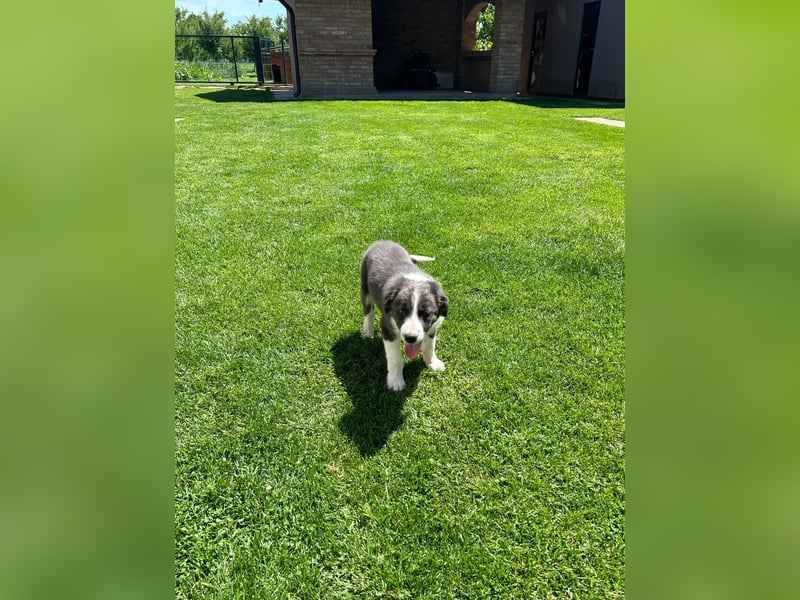 Border Collie Welpe