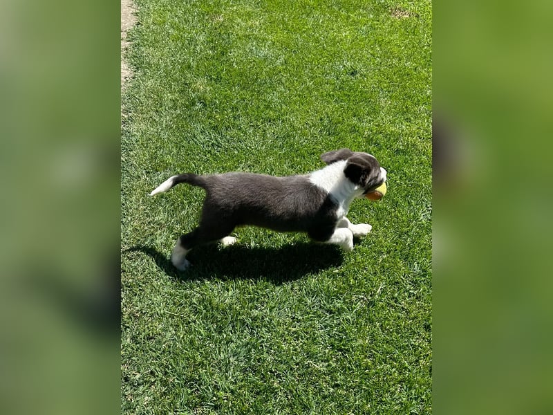 Border Collie Welpe