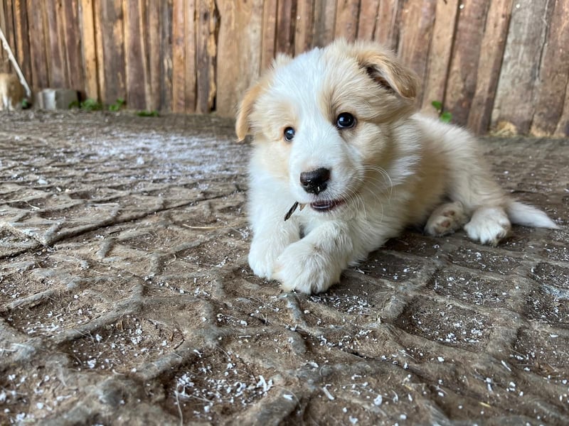 Absolutely Unique sporty dog of misty mountain