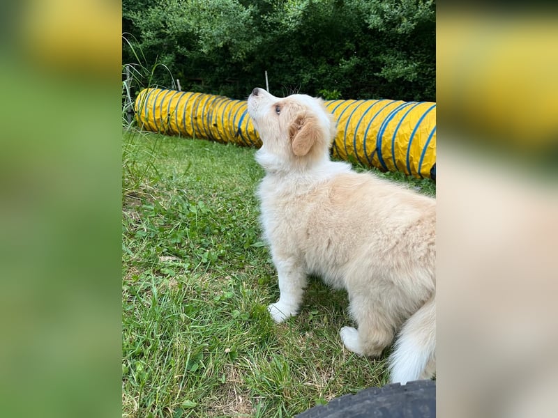 Absolutely Unique sporty dog of misty mountain