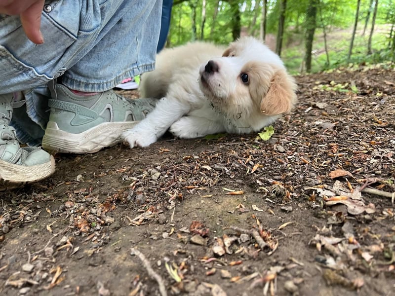 Absolutely Unique sporty dog of misty mountain