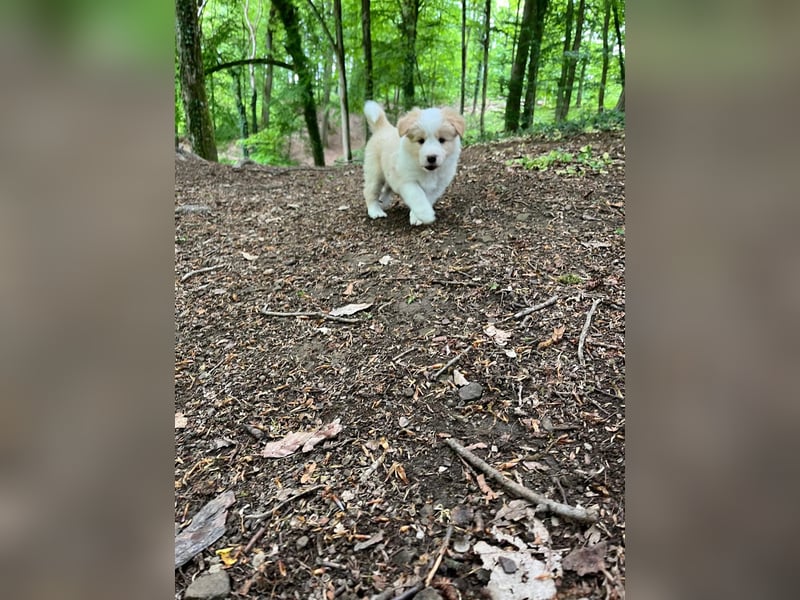 Absolutely Unique sporty dog of misty mountain