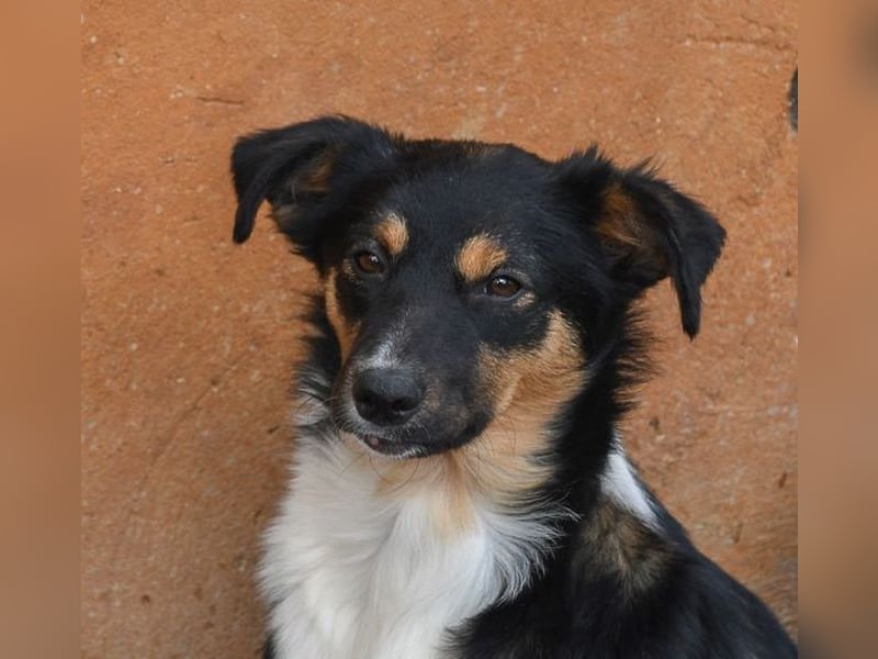 Süße MILLIE sucht eigenes Hundekörbchen bei liebevoller Familie