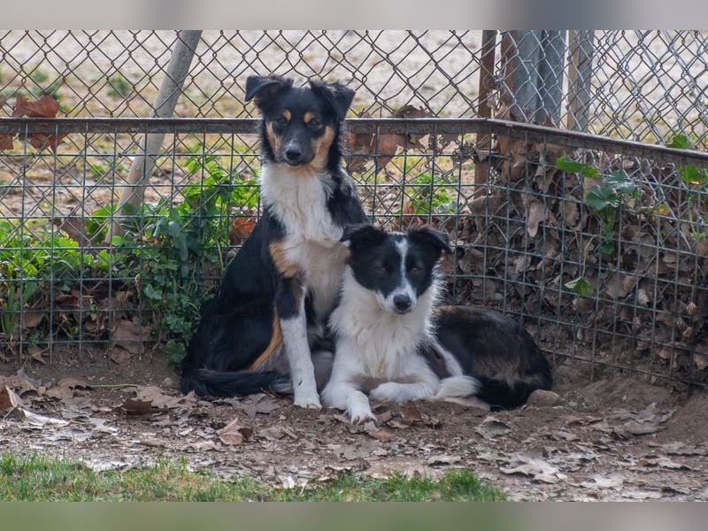 Süße MILLIE sucht eigenes Hundekörbchen bei liebevoller Familie