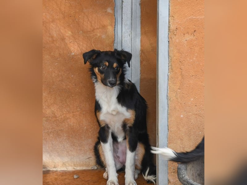 Süße MILLIE sucht eigenes Hundekörbchen bei liebevoller Familie