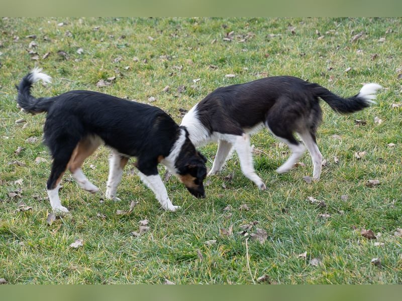 Süße MILLIE sucht eigenes Hundekörbchen bei liebevoller Familie
