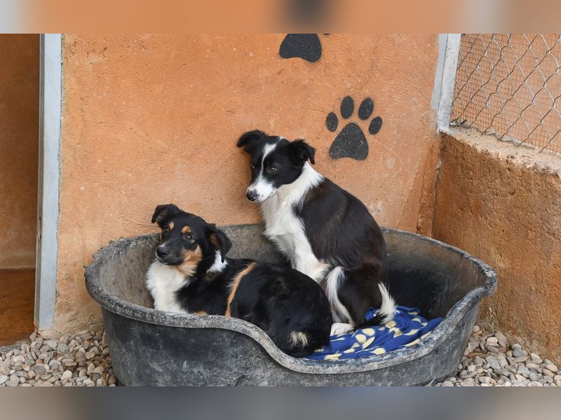 Süße MILLIE sucht eigenes Hundekörbchen bei liebevoller Familie