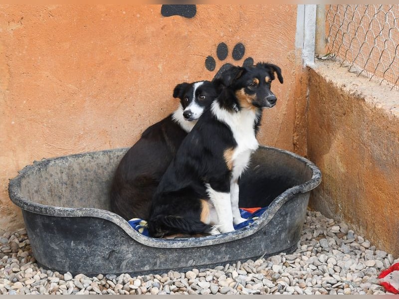 Süße MILLIE sucht eigenes Hundekörbchen bei liebevoller Familie
