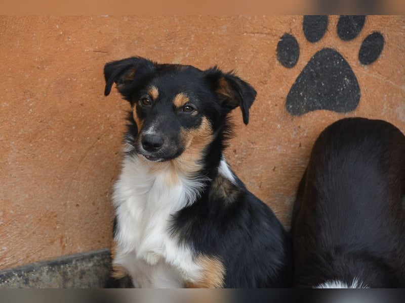 Süße MILLIE sucht eigenes Hundekörbchen bei liebevoller Familie