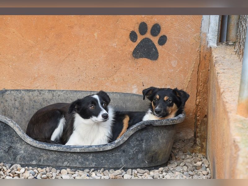 Süße MILLIE sucht eigenes Hundekörbchen bei liebevoller Familie
