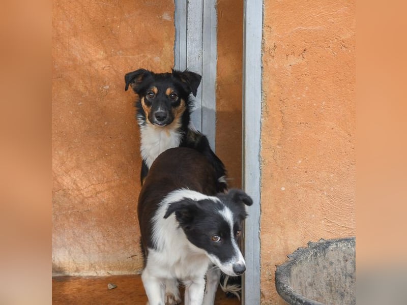 Süße MILLIE sucht eigenes Hundekörbchen bei liebevoller Familie