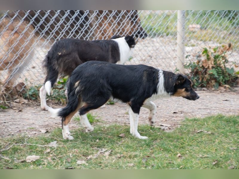Süße MILLIE sucht eigenes Hundekörbchen bei liebevoller Familie