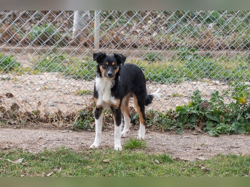Süße MILLIE sucht eigenes Hundekörbchen bei liebevoller Familie