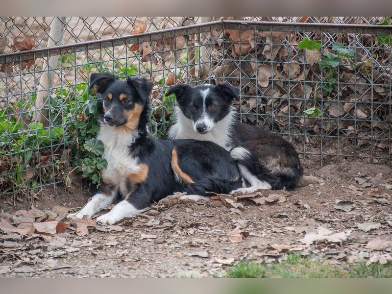 Süße MILLIE sucht eigenes Hundekörbchen bei liebevoller Familie