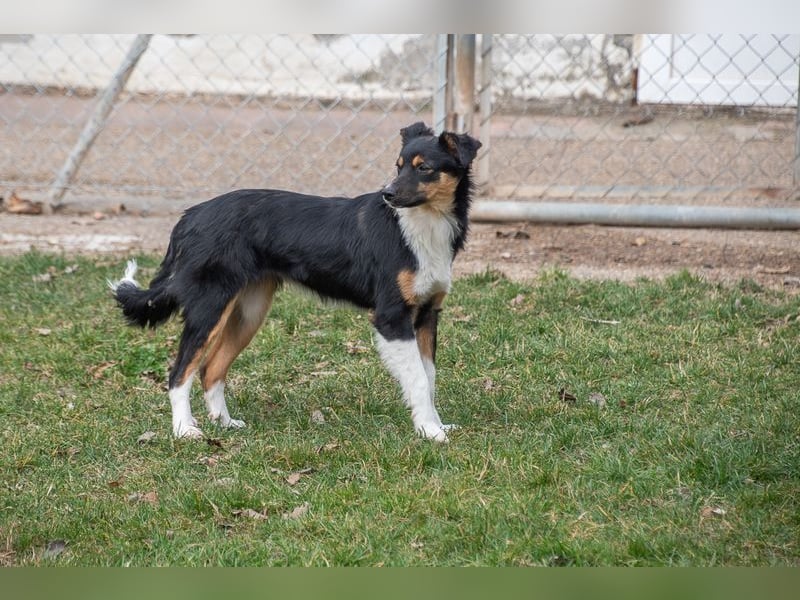 Süße MILLIE sucht eigenes Hundekörbchen bei liebevoller Familie