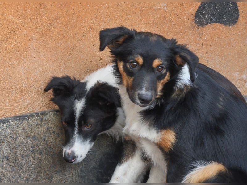 Süße MILLIE sucht eigenes Hundekörbchen bei liebevoller Familie