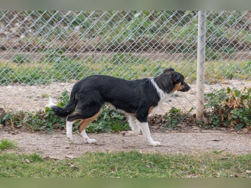 Süße MILLIE sucht eigenes Hundekörbchen bei liebevoller Familie