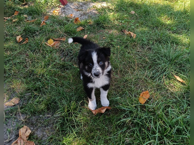 Border Collie Welpen aus Hütelinien