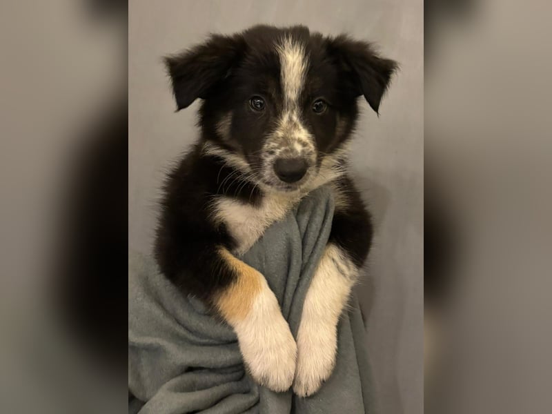 Border Collie Welpen aus Hütelinien