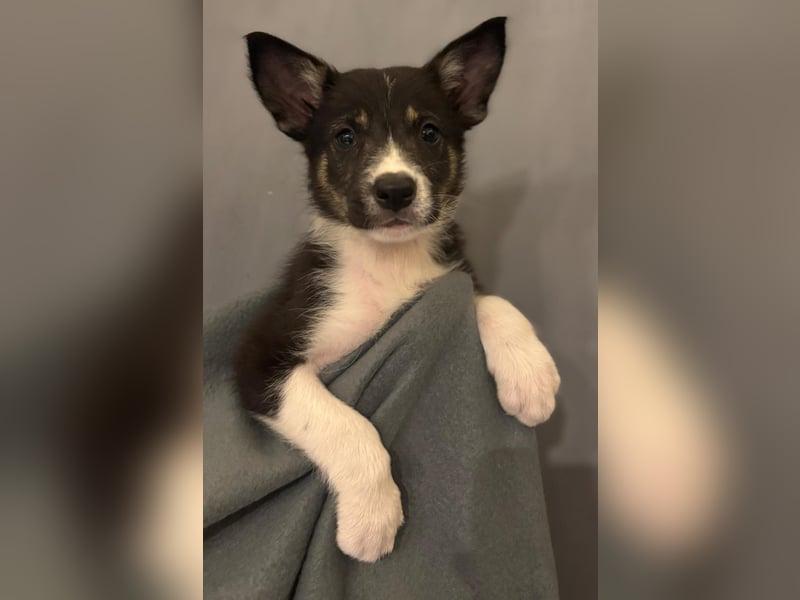 Border Collie Welpen aus Hütelinien