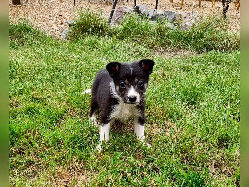 Border Collie Welpen aus Hütelinien