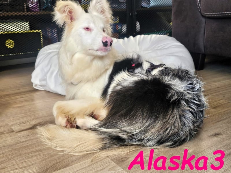Alaska3 06/2024 (in Deutschland) - eine ganz besondere Border-Collie Hündin!
