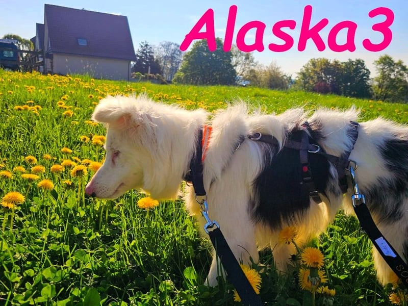 Alaska3 06/2024 (in Deutschland) - eine ganz besondere Border-Collie Hündin!