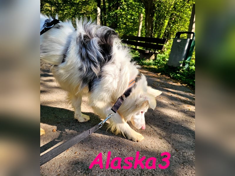 Alaska3 06/2024 (in Deutschland) - eine ganz besondere Border-Collie Hündin!