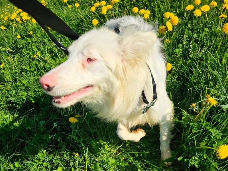 Alaska3 06/2024 (in Deutschland) - eine ganz besondere Border-Collie Hündin!