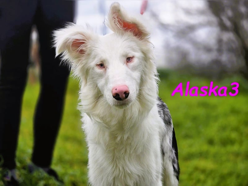 Alaska3 06/2024 (in Deutschland) - eine ganz besondere Border-Collie Hündin!