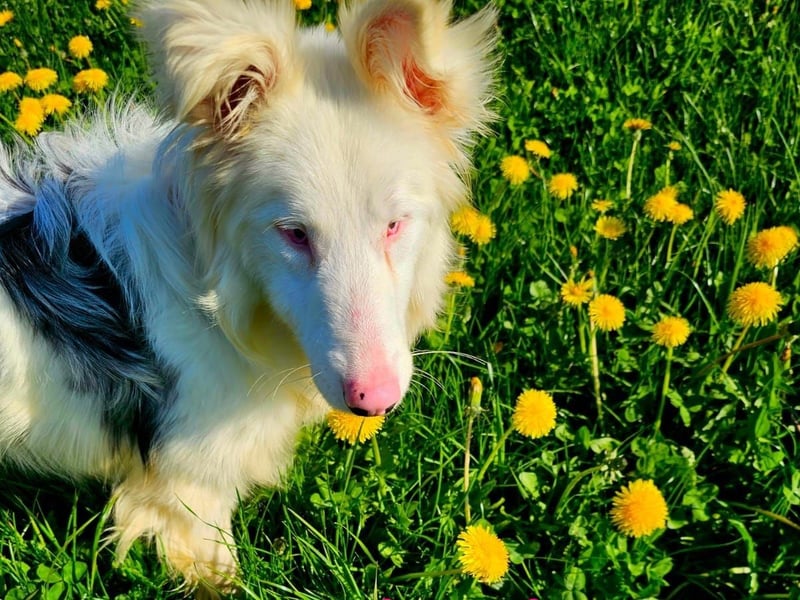 Alaska3 06/2024 (in Deutschland) - eine ganz besondere Border-Collie Hündin!