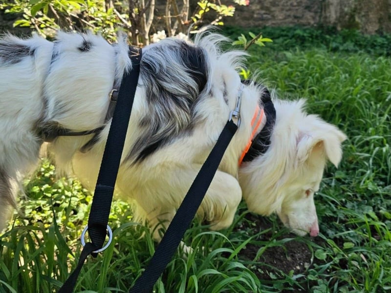 Alaska3 06/2024 (in Deutschland) - eine ganz besondere Border-Collie Hündin!