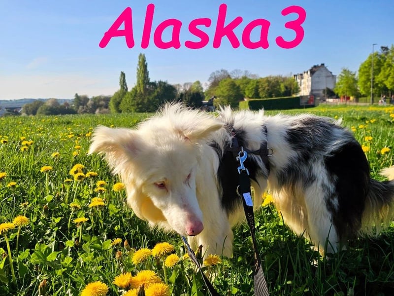 Alaska3 06/2024 (in Deutschland) - eine ganz besondere Border-Collie Hündin!