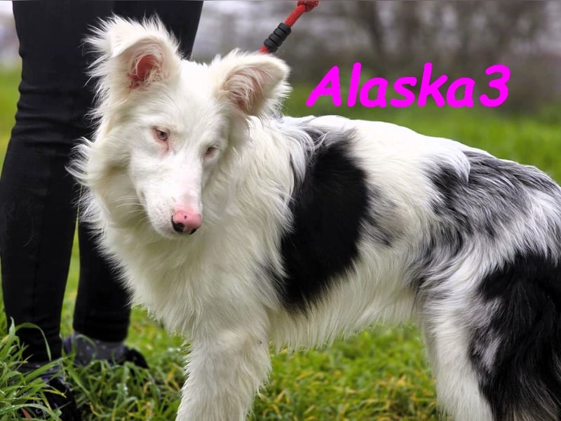 Alaska3 06/2024 (in Deutschland) - eine ganz besondere Border-Collie Hündin!